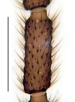 Fühler, viertes Flagellomer