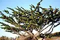 Untergattung Hesperocyparis: Monterey-Zypresse (Cupressus macrocarpa)