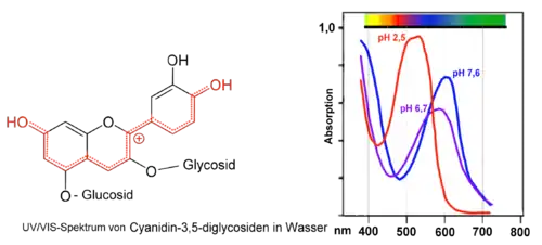 VIS-Spektren von Cyanidin-3,5-diglycosiden bei verschiedenen pH-Werten (Rotkohlsaft)