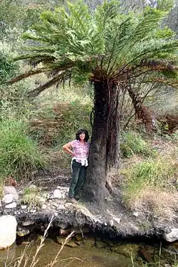 Baumfarne: Alsophila dragei