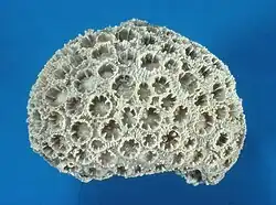 Cyatophora bourgueti, Sl. Gottwald