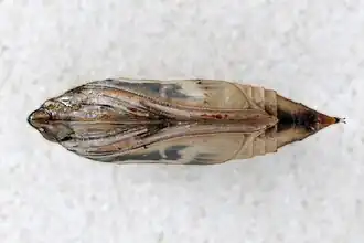 Puppe, kurz vor dem Schlüpfen; rechts die beiden Kremaster-Dornen