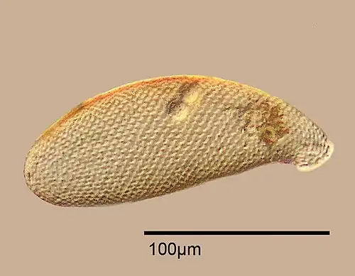 Die autogene (selbsterzeugte) Testa von Cyphoderia ampulla besteht aus kreisförmigen, kieselhaltigen Plättchen