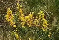 Liegend-Geißklee (Cytisus procumbens), in Österreich stark gefährdet[9]