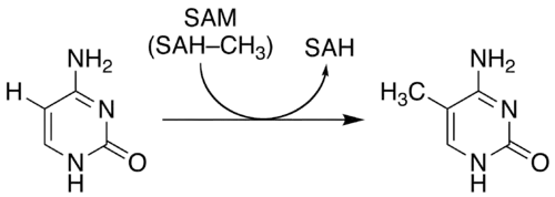 Methylierung von Cytosin zu 5-Methylcytosin