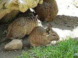 Gewöhnliche Degus