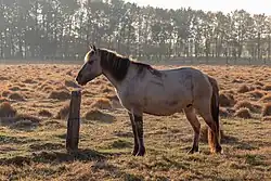 Dülmener Pferd im Merfelder Bruch