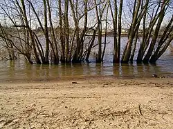 Bäume am Rheinufer bei Hochwasser