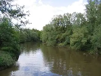 Die Schussen kurz vor ihrer Mündung in den Bodensee