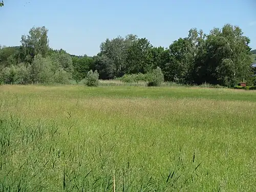 Verlandender Markdorfer Eisweiher (Mai&nbsp;2011)