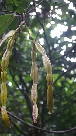 Das gegen das Licht aufgenommene Foto zeigt einen Zweig, der sich gabelt und an beiden Enden jeweils zwei bräunlich-grüne, längliche, plattgedrückte Früchte mit jeweils vier bis fünf Segmenten trägt.
