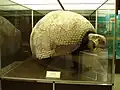 Glyptodon-Skelett