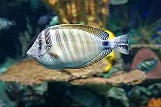 Indischer Segelflossendoktor