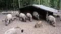 Wildschweingehege am Forsthaus