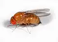 Drosophila suzukii&nbsp;– Weibchen