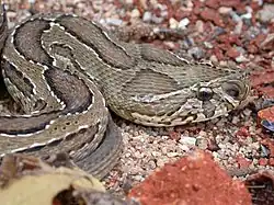 Kettenviper Daboia russelii