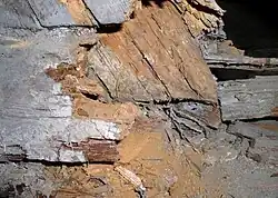 Echter Hausschwamm hat eine Dachkonstruktion befallen