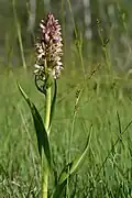 Fleischfarbenes Knabenkraut (Dactylorhiza incarnata)