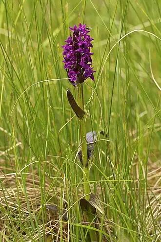 Blutrotes Knabenkraut (Dactylorhiza cruenta)