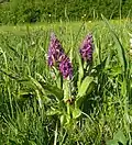 Breitblättriges Knabenkraut (Dactylorhiza majalis)