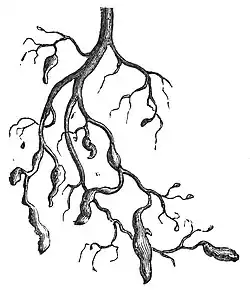 Von der Reblaus verursachte Nodositäten an der Wurzel.