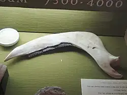 Sichel (Rekonstruktion) um 5.000 v. Chr.