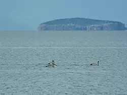 Pelikane vor der Insel Golem Grad