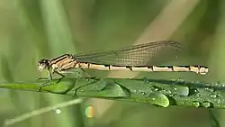 Eine blassbraun gefärbte Kleinlibelle auf einem Blatt sitzend.