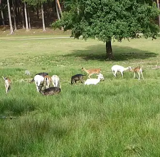 Damwild im Kurpfalz-Park an seiner Ostflanke