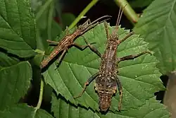 Links Männchen, rechts Weibchen