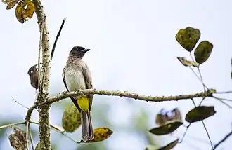 Rußkopfbülbül (Pycnonotus tricolor)