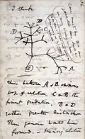 Entwicklungsbaum von Darwin, 1837