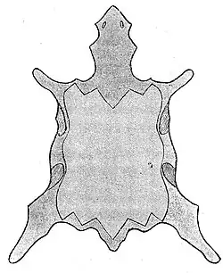 Persianerfell, Kernstück und Fellreste mit Klauen (Paul Larisch, 1902)