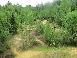 Pionierwald erobert die Sandgrube