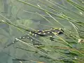 Feuersalamander am Reproduktionsgewässer