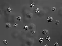 Salpingoeca rosetta, Kolonien verschiedener Größe und Form
