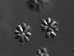 S. rosetta, Rosettenkolonien