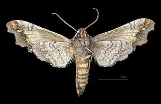 Deidamia inscriptum ♀ △