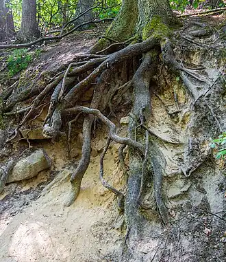 Wurzelstock am Nordfuß