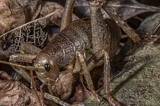 Deinacrida heteracantha (Freilandfoto)