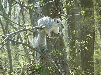 Fuchshörnchen (Delmarva fox squirrel)