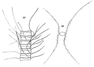 C. scolopendra Cleve, 1896, aktuell: C. radicans F.Schütt, 1895 H. Mohn et&nbsp;al.