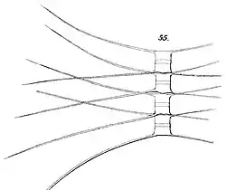 C. similis Cleve, 1896 H. Mohn et&nbsp;al.