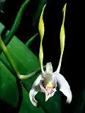 Dendrobium antennatum