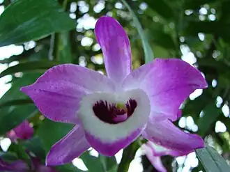 Dendrobium nobile