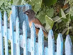 Bild einer Wanderbaumelster auf einem Gartenzaun