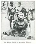 „Der erlegte Gorilla in sitzender Stellung“