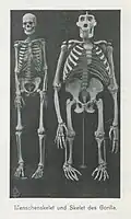 „Menschenskelet und Skelet des Gorilla“