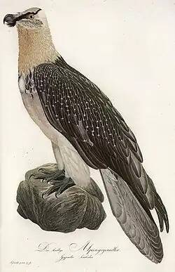 Bärtige Alpengeyeradler (= Bartgeier), (Gypaetus barbatus) aus „Teutsche Ornithologie oder Naturgeschichte aller Vögel Teutschlands“