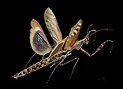 Männchen, präpariert mit der Beauchene-Technik